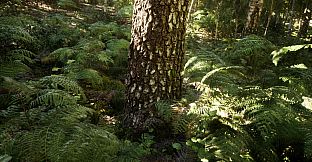 NextVisuals Benchmark Forest