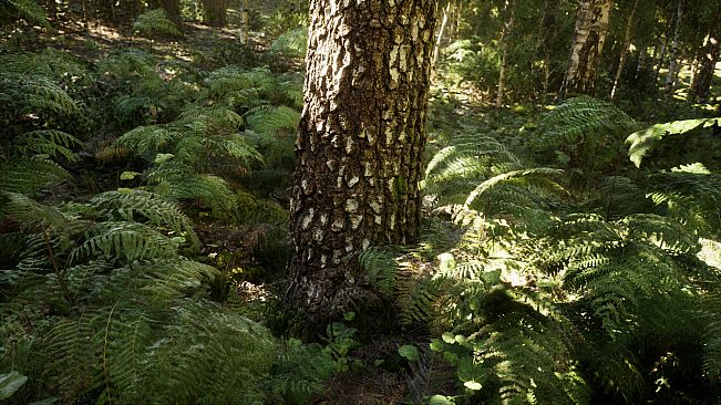 NextVisuals Benchmark Forest