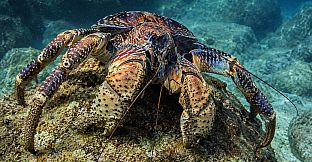 Puzzle Crustaceans