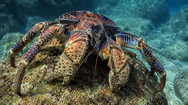 Puzzle Crustaceans