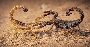 Puzzle Scorpions