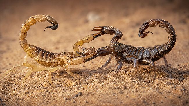 Puzzle Scorpions