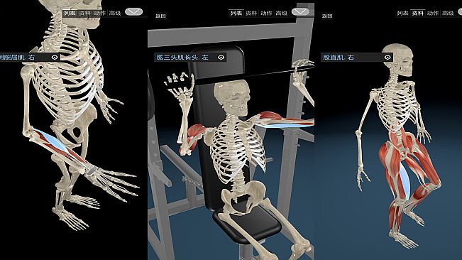 Kinetic Anatomy 3D