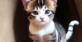 pWordle - Cats Image Pack