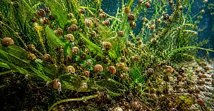 Puzzle Mollusks