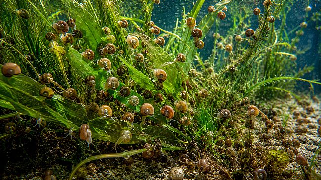 Puzzle Mollusks