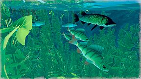 Among Ripples: Shallow Waters