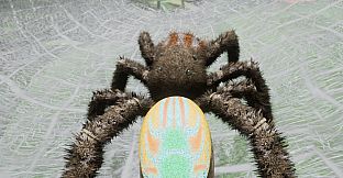 Peacock Jumping Spider - Drunk On Nectar