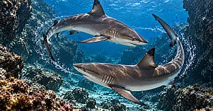 Puzzle Sharks Artbook