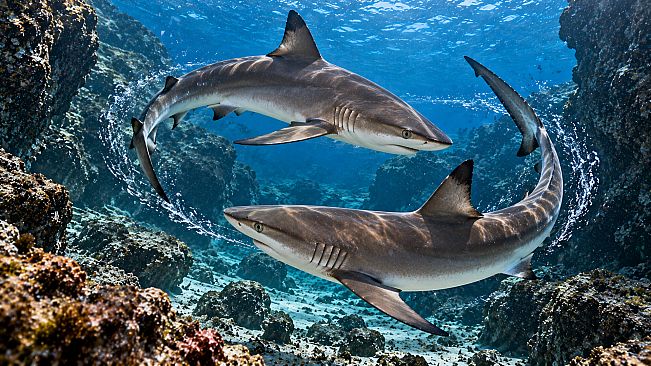 Puzzle Sharks Artbook
