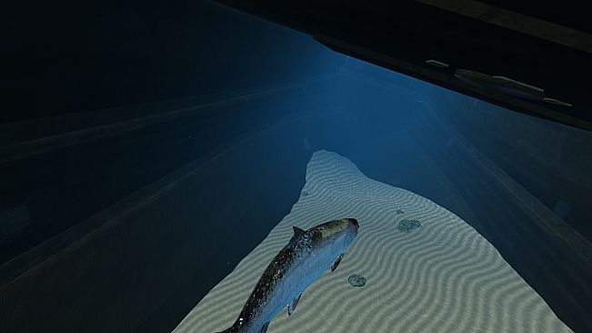 Omega 3