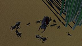 Insect Wars