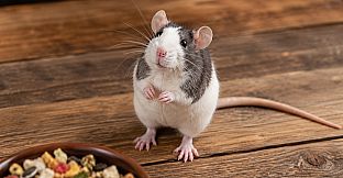 Puzzles Rats Artbook