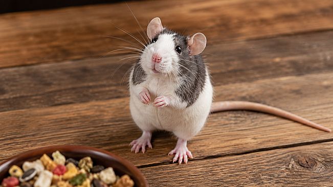 Puzzles Rats Artbook