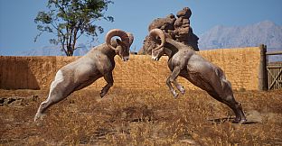 Ram Fights