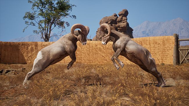 Ram Fights