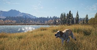theHunter: Call of the Wild - Labrador Retriever