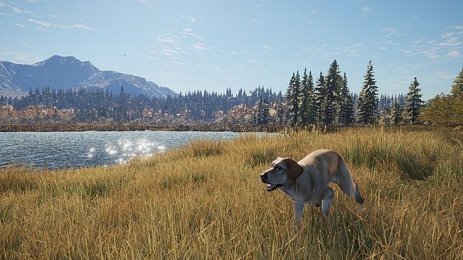 theHunter: Call of the Wild - Labrador Retriever