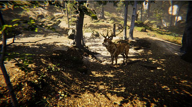 Animal Simulator