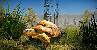 Turtles on Crocodiles