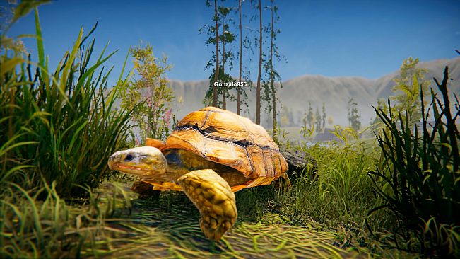 Turtles on Crocodiles