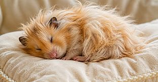 Puzzles Hamster Artbook