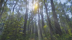 Mindfulness Simulator - ASMR Meditation Game