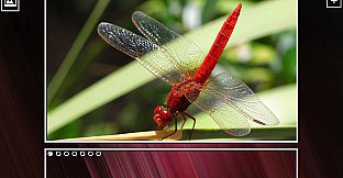 Super Jigsaw Puzzle: Generations - Bugs Puzzles