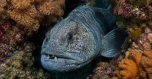 Puzzle Marine Fish