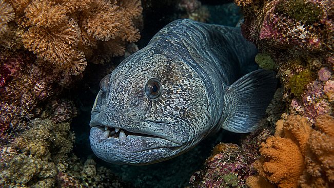 Puzzle Marine Fish