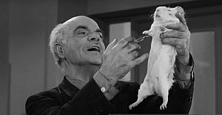 ROUGH KUTS: The Wasp Woman