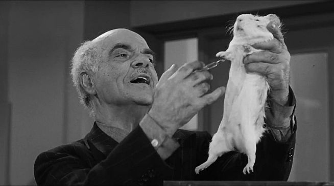 ROUGH KUTS: The Wasp Woman