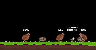 Quail Game