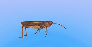 Retropy VR: Amazing Insects #1