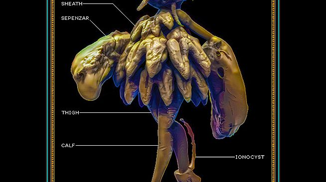 Integument - Database: Gates