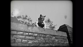 Cat Detective Albert Wilde