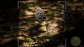 Morels: The Hunt 2