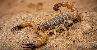 Puzzle Scorpions
