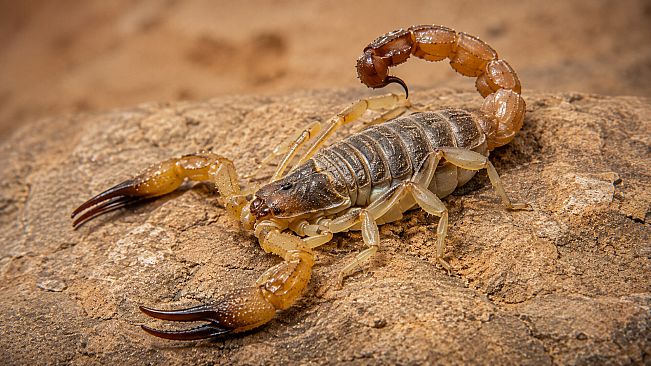 Puzzle Scorpions