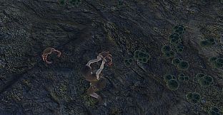 Skara