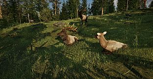 Ranger's Path: National Park Simulator