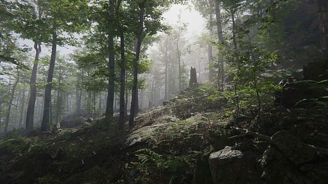 Mushroom Collector Simulator