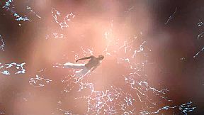 The Legend Of Tiger And Phoenix