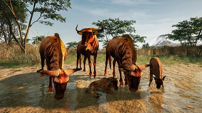 Animalia New African Skins