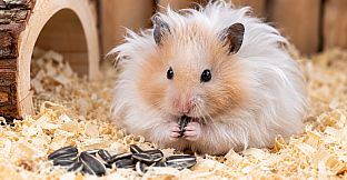 Puzzles Hamster