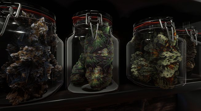 Cannabis Farmer Strain Master