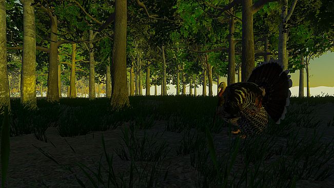 Turkey Hunting - The Season