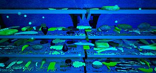 Kitchen Simulator 2015