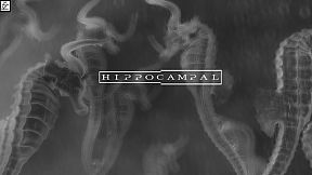 Hippocampal: The White Sofa
