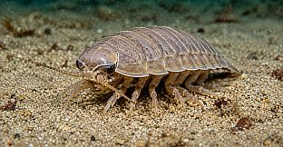 Puzzle Crustaceans